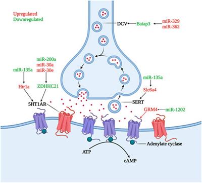 The role of microRNAs in depression